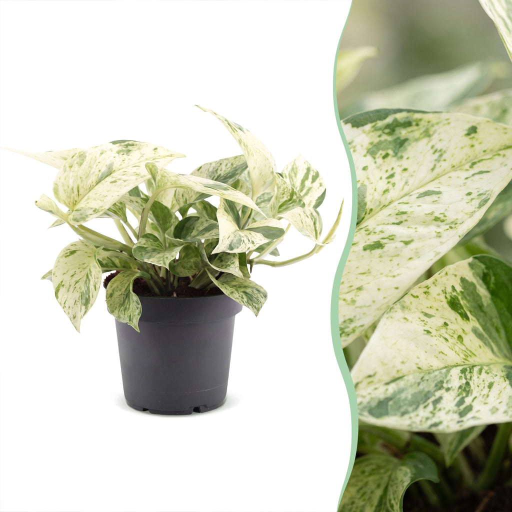 Epipremnum Snow Leopard - Snow Leopard Pothos - Green - Cream - Tropical - Ø12cm - ↕25cm