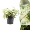 Epipremnum Snow Leopard - Snow Leopard Pothos - Green - Cream - Tropical - Ø12cm - ↕25cm