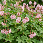 Green boutiQ - Stauden - Geranium macr. Ingwersen's Variety - Storchschnabel - Bodendeckend - Hellrosa - 12 Pflanzen - Topf 11cm - Höhe 15-25cm