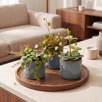 3x Baby Peperomia Mix - Green - Red - Tropical - incl. Linnea Misty Blue - Ø6cm - ↕5-15cm