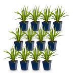 Green boutiQ - Stauden - Liatris spicata Alba - Ährige Prachtscharte - Bienen- und Schmetterlingsmagnet - Weiß - 12 Pflanzen - Topf 11cm - Höhe 15-25cm