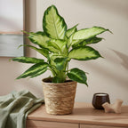 Green BoutiQ - Green is... Plantes d'intérieur - Dieffenbachia Camilla - Dieffenbachia - Peu d'entretien - avec panier - Vert - 1 Plante - Pot 17cm - Hauteur 45-50cm