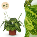 Green boutiQ - Zimmerpflanze - Maranta Fascinator Lemon Lime - Gebetspflanze - Haustierfreundlich - Grün - 2 Pflanzen - Topf 12cm - Höhe 30-35cm