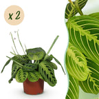 Green boutiQ - Zimmerpflanze - Maranta Fascinator Lemon Lime - Gebetspflanze - Haustierfreundlich - Grün - 2 Pflanzen - Topf 12cm - Höhe 30-35cm