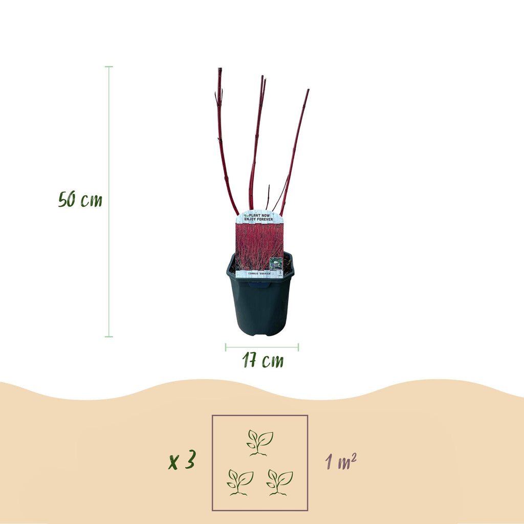 Green boutiQ - Arbuste - Cornus sibirica - Branches rouges - 1 plante - Caduc - Peu d'entretien - Pot 17cm Hauteur 45cm