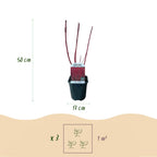 Green boutiQ - Arbuste - Cornus sibirica - Branches rouges - 1 plante - Caduc - Peu d'entretien - Pot 17cm Hauteur 45cm