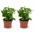 2x Coffea Arabica Kaffeepflanze - Ø 12 cm - Höhe: 25 cm