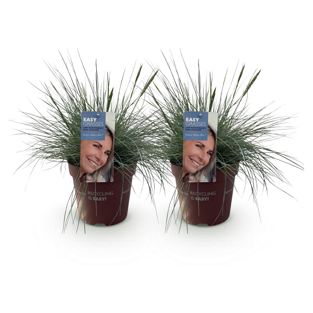 Green boutiQ - Graminées ornementales - Festuca glauca Intense Blue - Bleu - 2 Plantes - Persistant - Peu d'entretien - Pot 17cm Hauteur 50cm