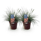 Green boutiQ - Graminées ornementales - Festuca glauca Intense Blue - Bleu - 2 Plantes - Persistant - Peu d'entretien - Pot 17cm Hauteur 50cm