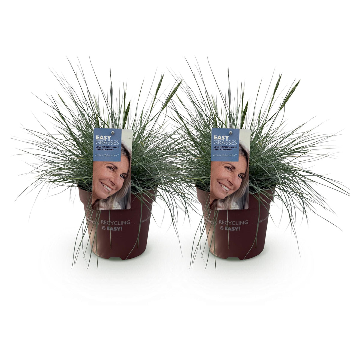 Green boutiQ - Graminées ornementales - Festuca glauca Intense Blue - Bleu - 2 Plantes - Persistant - Peu d'entretien - Pot 17cm Hauteur 50cm