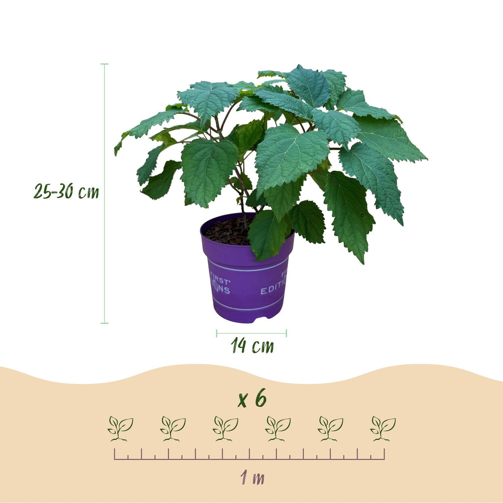 Green boutiQ - Plante de jardin - Hydrangea arborescens FlowerWOW - Hortensia - Rustique - Blanc - 3 plantes - Pot 14 cm - Hauteur 20-30 cm