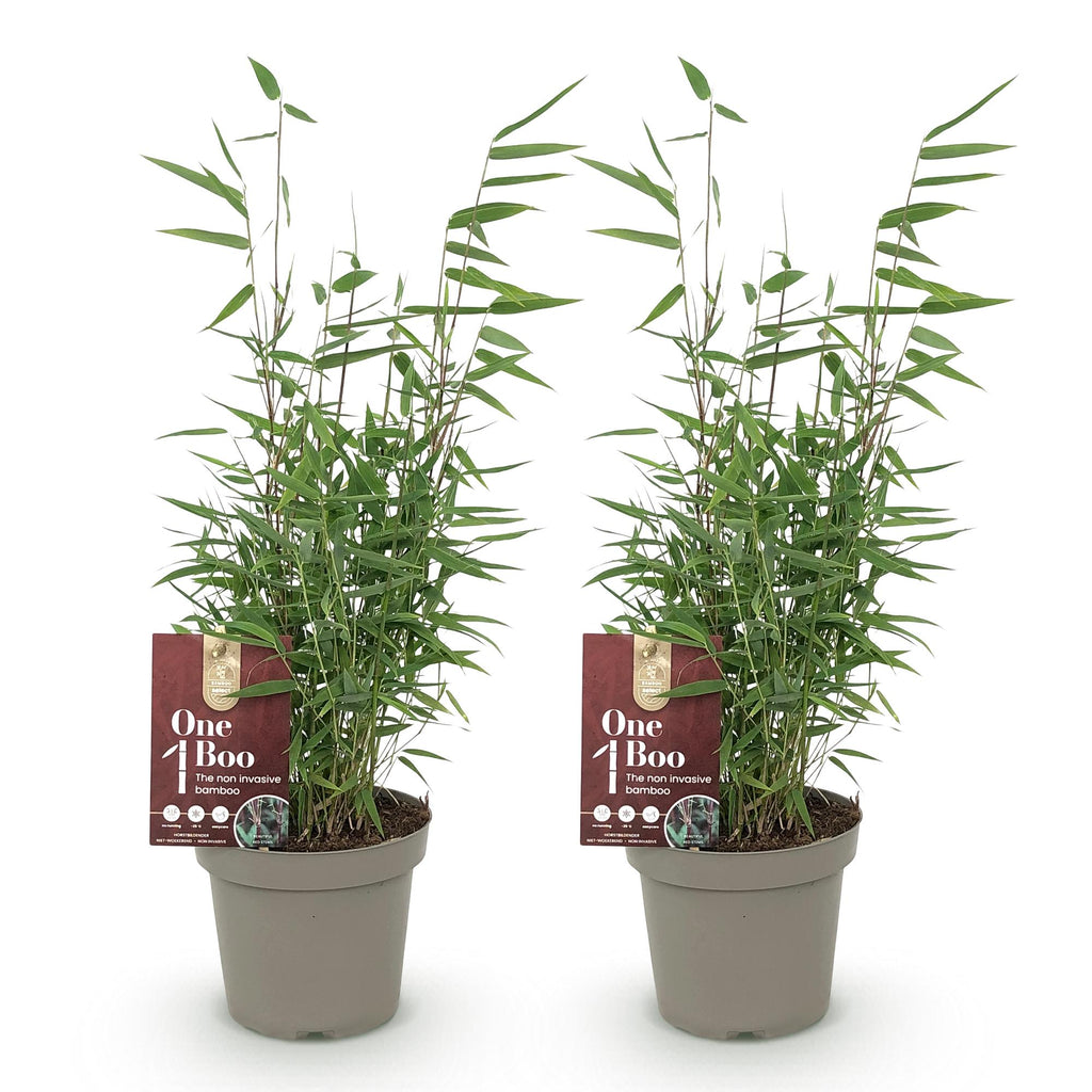 Green boutiQ - Bambou - Fargesia Red Dragon - Vert - 2 Plantes - Persistant - Non traçant - Pot 14cm Hauteur 35cm