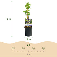 Green boutiQ - Passiebloem - Passiflora caerulea  - Bloem Blauw met Groen Wit - Weinig onderhoud - 2 planten - Pot 11cm Hoogte 40cm