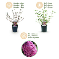 Green boutiQ - Tuinplant - Buddleja davidii Pink Delight - Vlinderstruik - Winterhard - Roze - 3 Planten - Pot 17cm - Hoogte 45cm