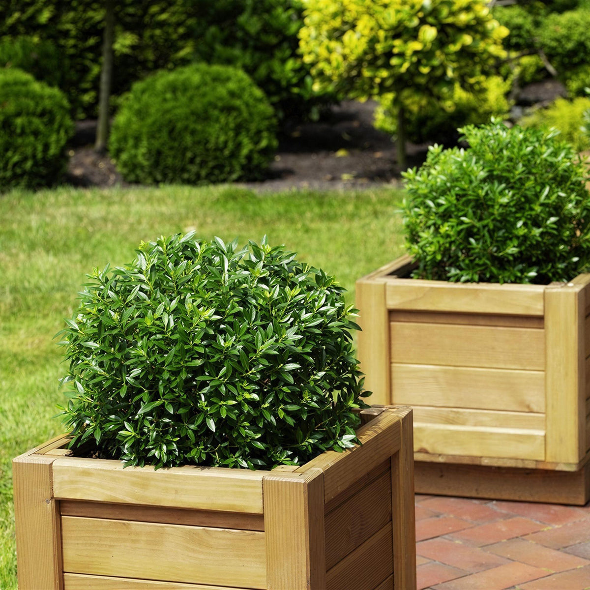 Green boutiQ - Rhododendron nain - Rhododendron Bloombux rose clair - Buis fleuri - Faible entretien - Fleur rose clair - 3 plantes - Pot 10,5 cm - Hauteur 20-25 cm