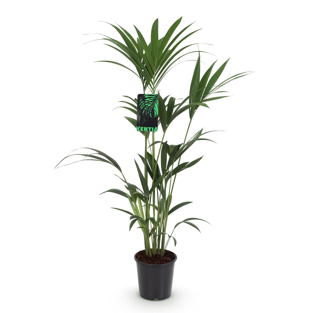 Green boutiQ - Plante d'intérieur - Howea Forsteriana - Palmier Kentia - Entretien facile - Vert - 1 plante - Pot 21cm - Hauteur 120-130cm
