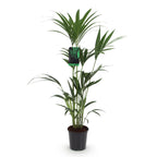 Green boutiQ - Plante d'intérieur - Howea Forsteriana - Palmier Kentia - Entretien facile - Vert - 1 plante - Pot 21cm - Hauteur 120-130cm