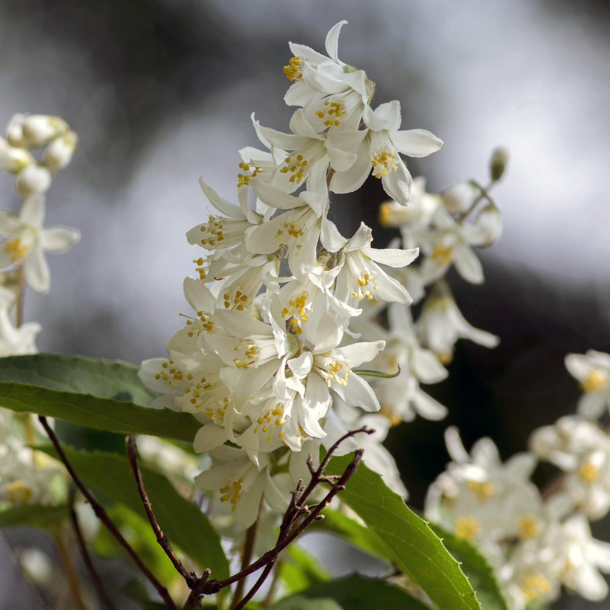 Green boutiQ - Arbustes - Deutzia Gracilis - Fleurs Blanches - 1 Plante - Caduc - Peu d'entretien - Pot 17cm Hauteur 45cm