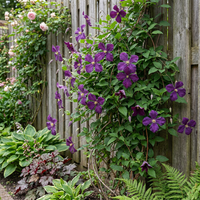 Clematis Viticella Polish Spirit - Bosrank - Paars - Klimplant - Ø9cm - ↕35cm