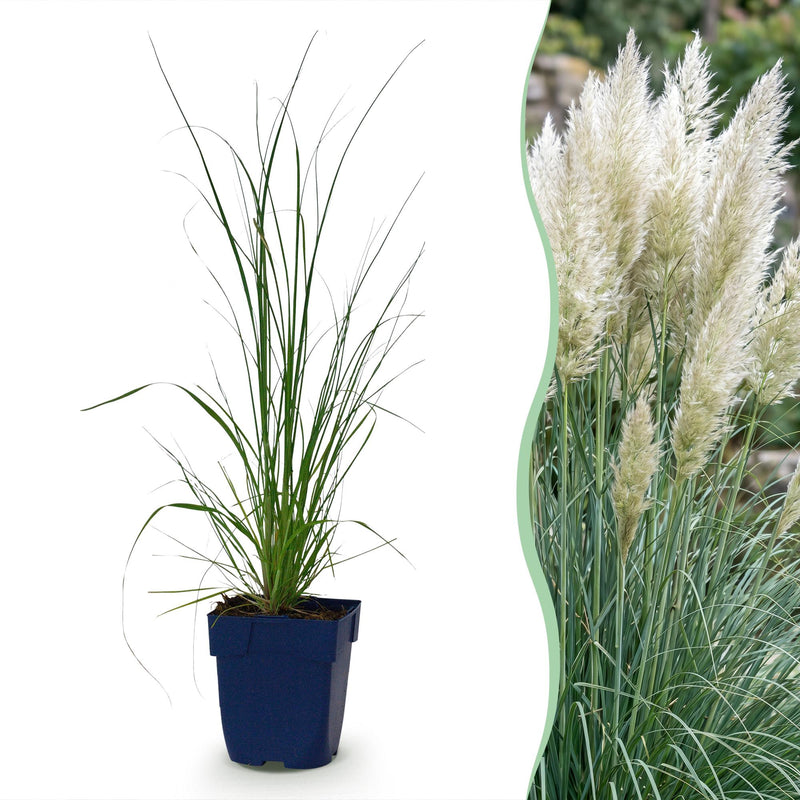 Green boutiQ - Grassen - Cortaderia sell. Pumila - Dwergpampasgras - Met Pluim - Grijs - 12 Planten - Pot 11cm - Hoogte 15-25cm