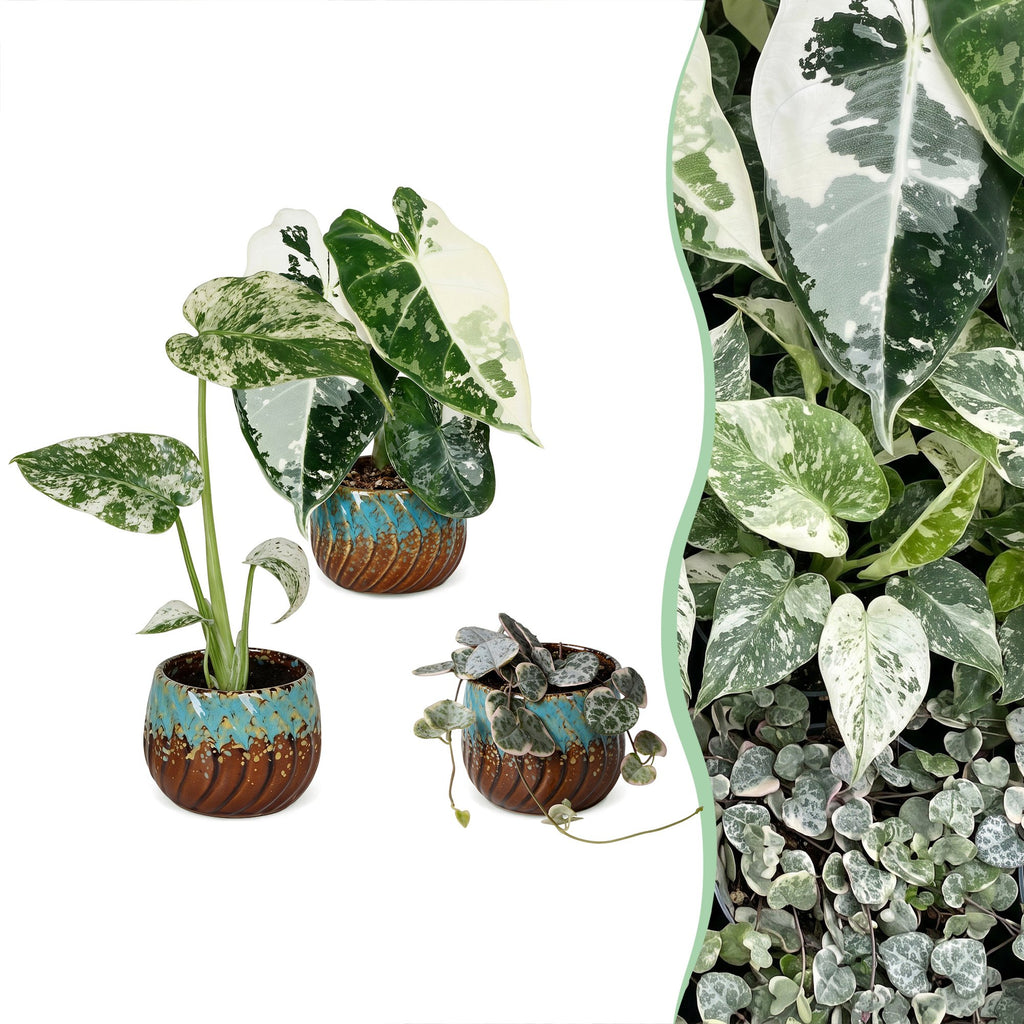 3x Baby Variegata Mix - Various colours - Tropical - incl. Copper Reef - Ø6cm - ↕10-15cm