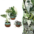3x Baby Variegata Mix - Various colours - Tropical - incl. Copper Reef - Ø6cm - ↕10-15cm