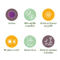 Green boutiQ - Bloembollen - Allium Purple Rain - Kleur Paars - 40 stuks - Bolmaat 10/12