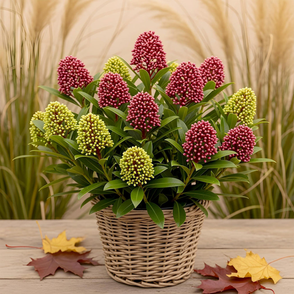 Plante de terrasse - Skimmia japonica Festival - Fleurs blanches & rouges - 15+ fleurs - 1 plante - Rustique - Pot 15 cm Hauteur 30 cm