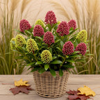 Plante de terrasse - Skimmia japonica Festival - Fleurs blanches & rouges - 15+ fleurs - 1 plante - Rustique - Pot 15 cm Hauteur 30 cm