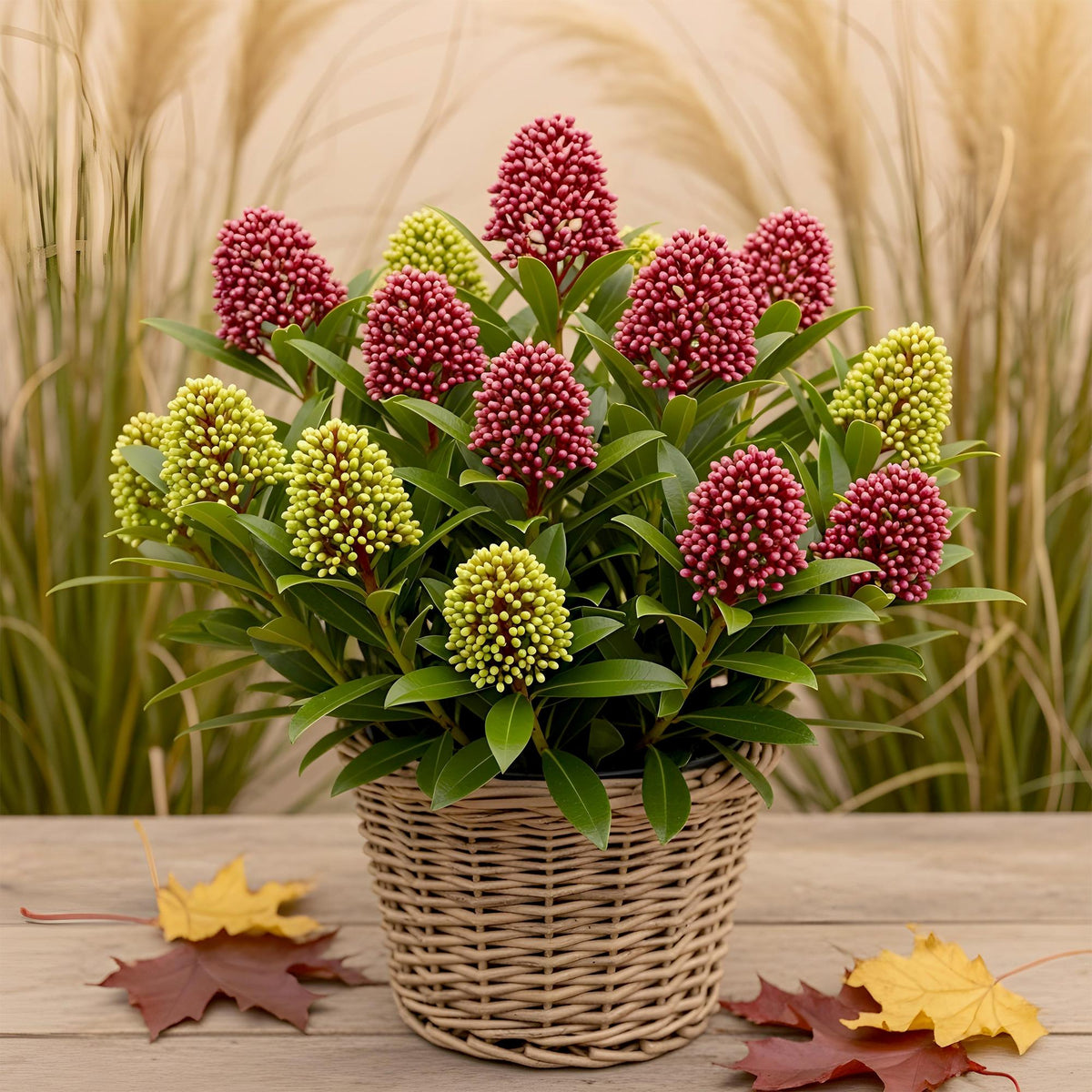 Plante de terrasse - Skimmia japonica Festival - Fleurs blanches & rouges - 15+ fleurs - 1 plante - Rustique - Pot 15 cm Hauteur 30 cm