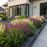Green boutiQ - Vasteplant - Salvia Tricolour - Salie - Geurend - Paars - Roze - Wit - 12 Planten - Pot 11cm - Hoogte 15-25cm