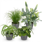 Green boutiQ - Zimmerpflanze - Chlorophytum - Cyperus - Phlebodium - Marantha - 4er-Set - Haustierfreundliche Pflanzen - Grün - 4 Pflanzen - mit grauem Topf - Topf 12cm - Höhe 25cm