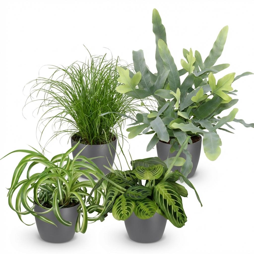 Green boutiQ - Zimmerpflanze - Chlorophytum - Cyperus - Phlebodium - Marantha - 4er-Set - Haustierfreundliche Pflanzen - Grün - 4 Pflanzen - mit grauem Topf - Topf 12cm - Höhe 25cm
