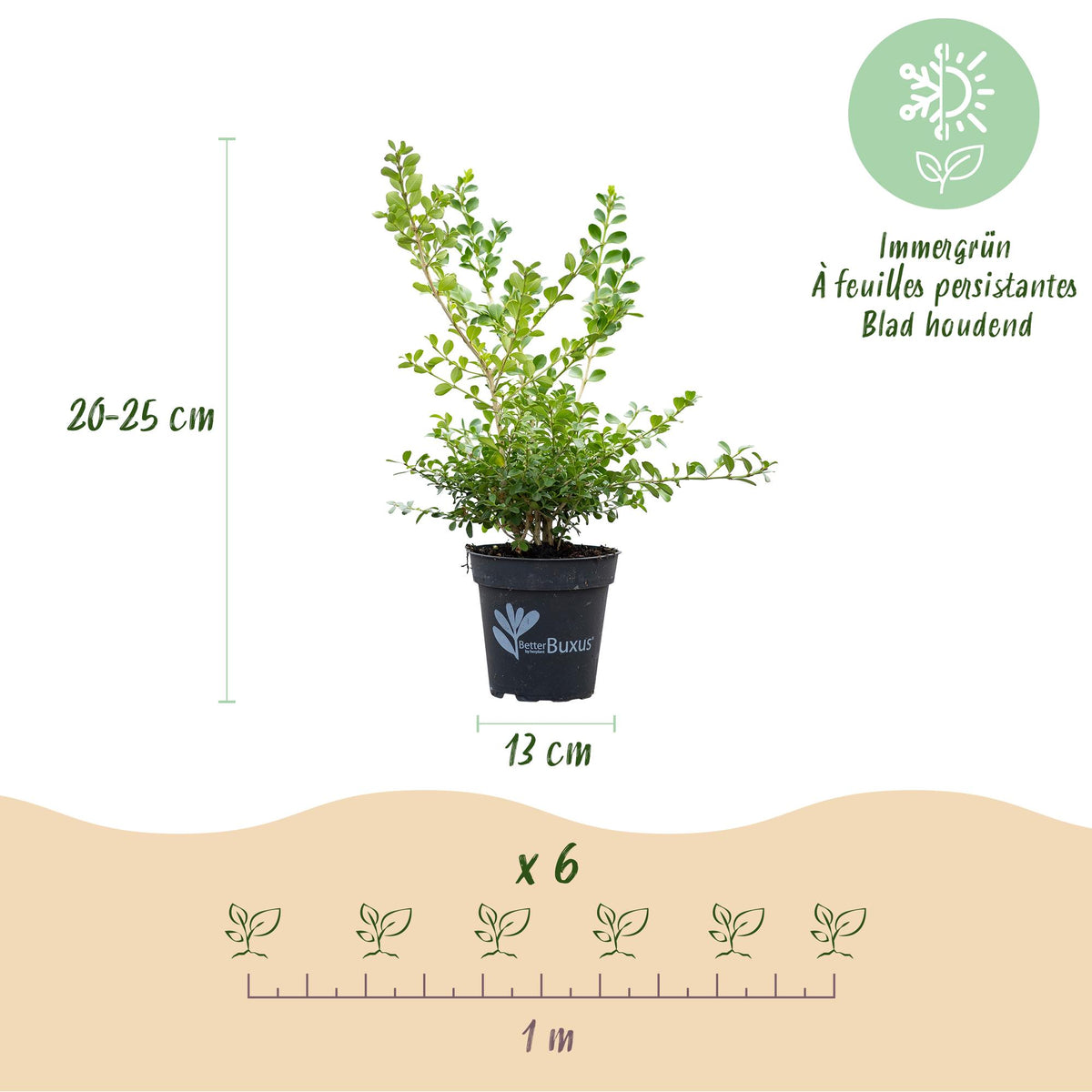 Green boutiQ - Haie de buis - BetterBuxus Babylon Beauty - Résistant à la maladie du buis - 6 plantes - 1 mètre linéaire - pot 13cm hauteur 30-35