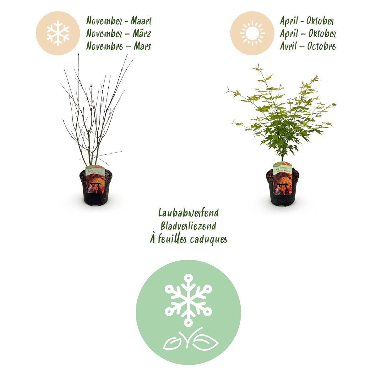 Green boutiQ - Plante de terrasse - Érable du Japon - Acer palmatum Orange Dream - Orange - 1 plante - Caduc - Pot 19 cm, hauteur 70 cm