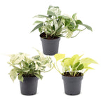 3x Epipremnum Tricolour - Yellow - Green - Cream - Tropical - Ø6cm - ↕20-25cm