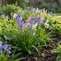 320x Hyacinthoides Hispanica mix - Spaanse boshyacint mix - Diversen - Verwilderingsbol - Bolmaat 7/8
