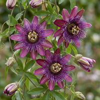 4x Passiflora Victoria - Victoria passionflower - Red - Pink - Climber - Ø9cm - ↕35cm