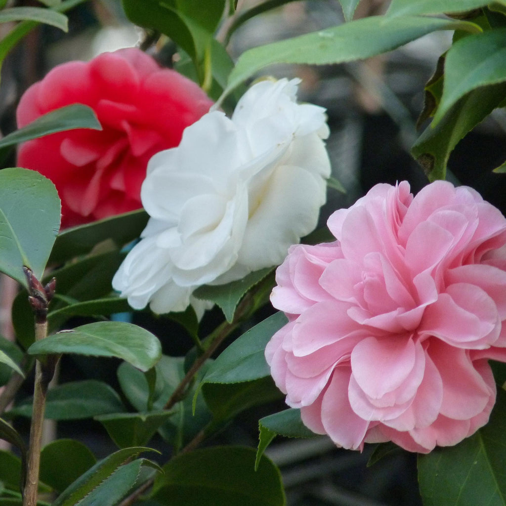 Green boutiQ - Arbustes - Camellia japonica Tricolour - Fleur Rose, Blanche et Rouge - 3 Plantes - 1 m2 - Persistant - Pot 15 cm Hauteur 30 cm