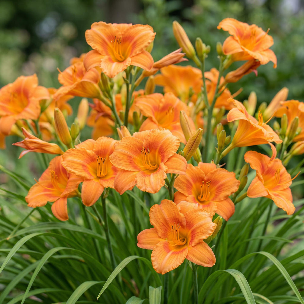 Green boutiQ - Stauden - Hemerocallis Mauna Loa - Taglilie - Bienen- und Schmetterlingsmagnet - Orange - 6 Pflanzen - Topf 11cm - Höhe 15-25cm
