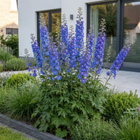 Green boutiQ - Vasteplant - Delphinium (P) Blue Bird - Ridderspoor - Bijen en Vlinderlokkers - Blauw - 12 Planten - Pot 11cm - Hoogte 15-25cm
