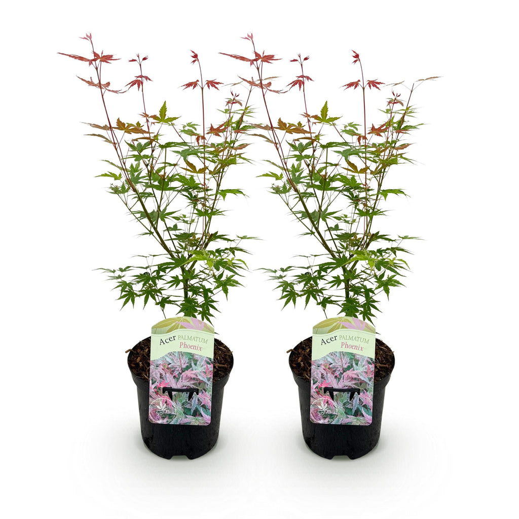 Green boutiQ - Plante de terrasse - Érable du Japon - Acer palmatum Phoenix - Rose - 2 plantes - Caduc - Pot 19cm Hauteur 70cm