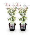 Green boutiQ - Plante de terrasse - Érable du Japon - Acer palmatum Phoenix - Rose - 2 plantes - Caduc - Pot 19cm Hauteur 70cm
