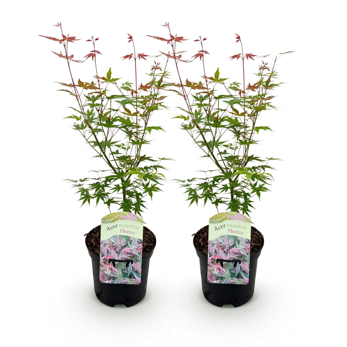 Green boutiQ - Plante de terrasse - Érable du Japon - Acer palmatum Phoenix - Rose - 2 plantes - Caduc - Pot 19cm Hauteur 70cm