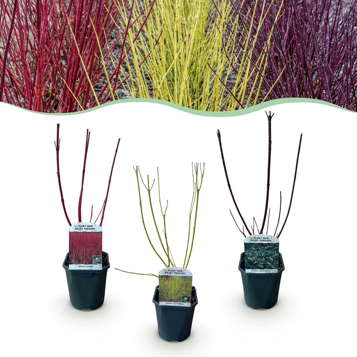 Green boutiQ - Arbustes - Cornus alba Tricolour - Mélange de branches rouges, vertes et violettes - 3 plantes - Caduc - Peu d'entretien - Pot 17 cm Hauteur 45 cm