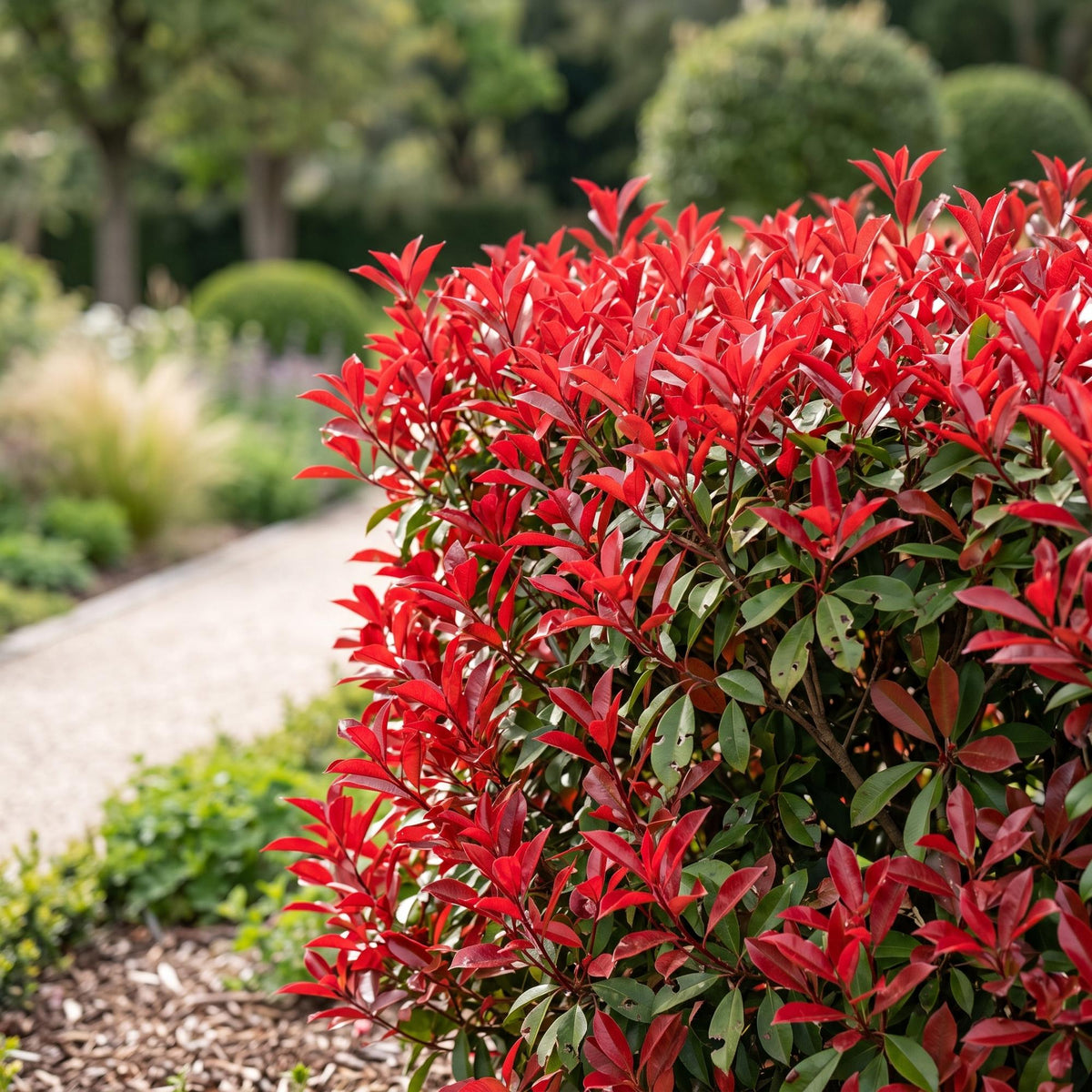 Green boutiQ - 40x Photinia fraseri Little Red Robin - Glansmispel - Haagplanten - Groenblijvend - Rood - Pot 9cm - Hoogte 25-35cm
