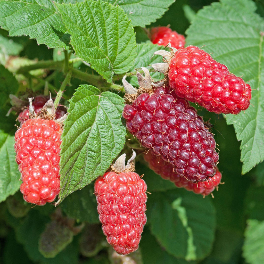 Green boutiQ - Fruchtpflanze - Rubus log. Tayberry - Brombeere - Winterhart - Purpur-Himbeere - 2 Pflanzen - Topf 15cm - Höhe 50cm