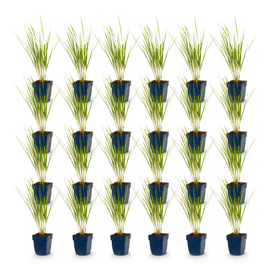 Green boutiQ - Gräser - Molinia arund. Karl Foerster - Pfeifengras - Mit Rispen - Grün - 24 Pflanzen - Topf 11cm - Höhe 15-25cm