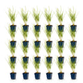 Green boutiQ - Gräser - Molinia arund. Karl Foerster - Pfeifengras - Mit Rispen - Grün - 24 Pflanzen - Topf 11cm - Höhe 15-25cm