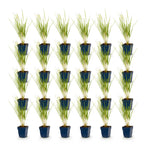 Green boutiQ - Gräser - Molinia arund. Karl Foerster - Pfeifengras - Mit Rispen - Grün - 24 Pflanzen - Topf 11cm - Höhe 15-25cm